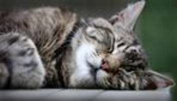 Langschläfer mit Vorzugsseite: Katzen sind Linksschläfer – aus gutem Grund