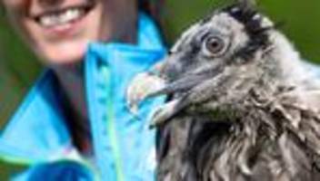 mehr als 1.600 kilometer flug: bartgeier vinzenz nach gefährlicher reise zurück in bayern