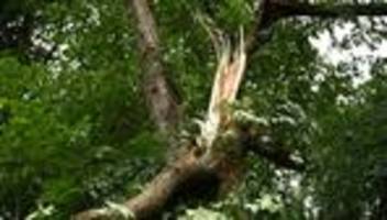 unwetter: forstbehörde warnt vor gefahr: tegeler forst bleibt gesperrt