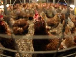 genetische spur im kot entdeckt: wie antibiotika-resistenzen bei nutztieren verteilt sind