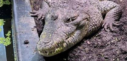 Krokodil als Haustier: »Wir kraulen ihn mit einem Stock an der Flanke, das mag er sehr«