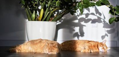 Katzen schlafen gern auf der linken Seite – um so schneller reagieren zu können?
