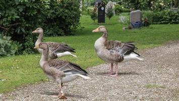 Gänseplage: Tiere richten Schäden auf Stegen und Gräbern an