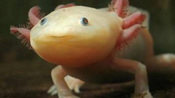 axolotl als wunderheiler? studie mit überraschenden ergebnissen
