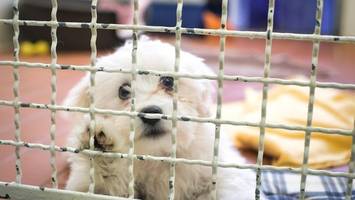 Hundesteuer – für wen sie in Hamburg bald Geschichte sein könnte