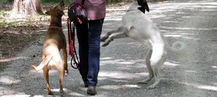 hunde nicht angeleint: besitzer bedroht passanten im siebentischwald