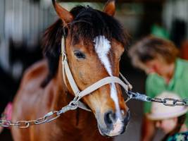 Neuer Pferde-Trend: Reiten war gestern