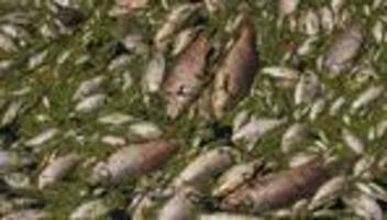 Fischsterben: Tausende Fische verenden in tschechischem See