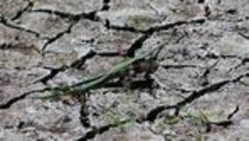 Folgen des Klimawandels: Weite Teile Bayerns leiden unter Dürre