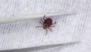 gesundheit: bereits 535 borreliose‑fälle in sachsen - deutlicher anstieg
