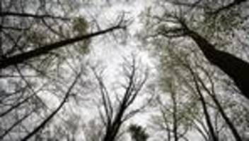 Reinhäuser Wald: Frauenleiche in Wald bei Göttingen gefunden