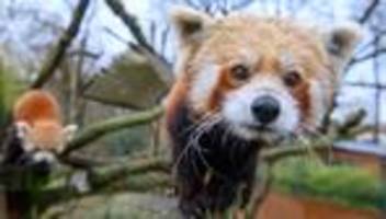 Tiere: Görlitzer Panda-Nachwuchs beim Gesundheitscheck
