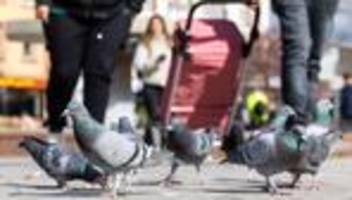 tiere: limburg erhält keine genehmigung zur taubentötung