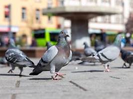 Per Genickbruch: Limburg darf Tauben nicht töten