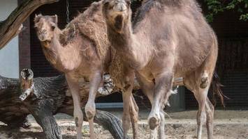 Wie zwei Dromedare im Berliner Zoo der Hitze trotzen