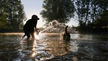 hitzschlag statt hundeglück? so schützen sie haustiere im sommer
