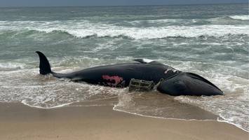 Tote Wale vor Sylt: Tierschützer verdächtigen Fischer aus Irland