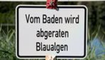 gesundheit: blaualgen in talsperre bautzen: amt rät vom baden ab