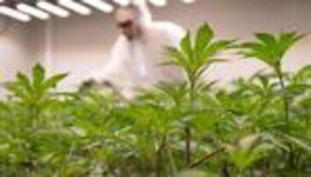 Neuregelung: Ein Jahr Cannabis-Gesetz: Bisher drei Vereinigungen in MV