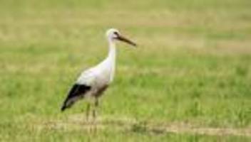 Tiere: Polizei rettet abgemagerten Storch