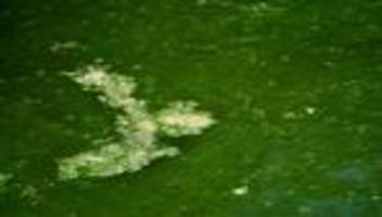 Wasserhygiene: Erste Badeseen in Hessen von Blaualgen betroffen