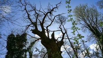 Bilanz nach Sturm: So geht es Berlins ältestem Baum
