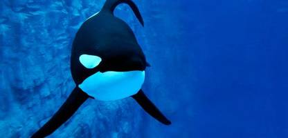 Orcas: Wollen sie ihre Beute mit Menschen teilen?