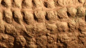 fossilien aus thüringen: frühe vorfahren suhlten sich gemeinsam