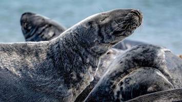 Mehr Kegelrobben leben im Wattenmeer - Trend hält an