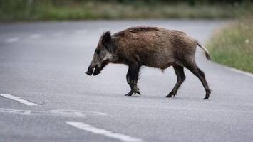 Motorradfahrer bei Unfall mit Wildschwein schwer verletzt