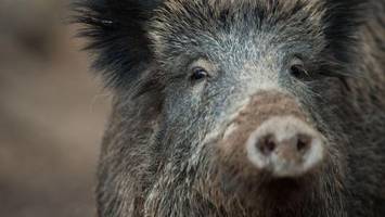 Unfall: Motorradfahrer (17) schwer verletzt, Wildschwein tot