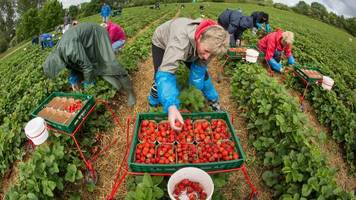 Mindestlohnerhöhung: Macht der Mindestlohn Erdbeeren bald unbezahlbar?