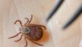 gesundheit: zahl der borreliose-fälle in sachsen-anhalt gestiegen