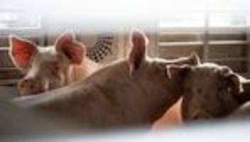 Ministerium reagiert: Niedersachsen verbietet lange Tiertransporte bei Hitze