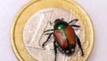 Natur: Japankäfer-Alarm an Grenze: Schutzzonen im Süden ausgeweitet