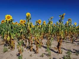 Rekordverdächtige Temperaturen: Hier nähert sich Deutschland der 40-Grad-Marke