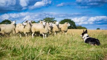 Tierkommunikation: Lernen Tiere die „Sprache“ anderer Arten?