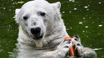 70 jahre tierpark berlin: hitze und Überraschung zum geburtstag