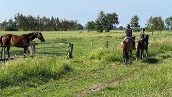 das kind will reiten lernen? adressen für die ganz kleinen