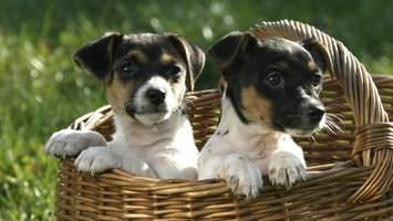 Messe4Dogs in Bergedorf: Hier gibt es alles für den Hund
