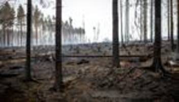Feuer im Forst: Größter Waldbrand seit Jahren - Feuer noch nicht gestoppt
