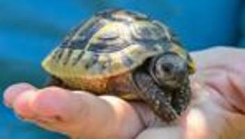 Tier-Rettung: Glückliches Ende für Schildkröte an der B5