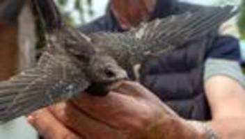 Wetterauswirkungen für Tiere: Extreme Hitze ist Problem für Mauersegler und Mehlschwalben
