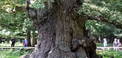 ivenack: jahrhunderte alte bäume in deutschland – eiche wird 50. nationalerbe-baum