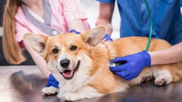 hundemalaria – „morgens geht es dem tier gut, abends ist es tot“