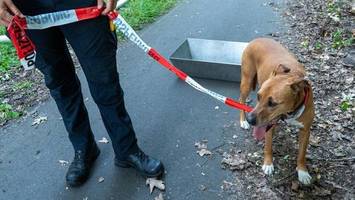 Transporter in Flammen – Feuerwehr umsorgt geretteten Hund
