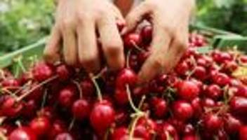 Landwirtschaft: Obstbauern in NRW erwarten sehr gute Kirschenernte