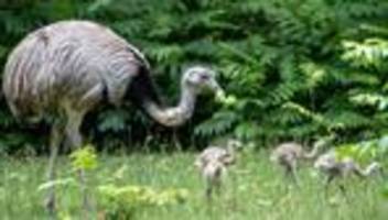 nachwuchs im stuttgarter zoo: erziehung männersache - nandu-papa kümmert sich um küken