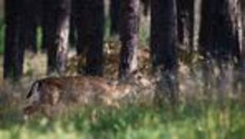 Natur: Wie Hitze und Trockenheit Wildtieren zu schaffen macht