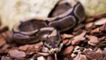 Wildtierschmuggel: Pythons in der Unterwäsche: Schmuggler in Bangkok gefasst
